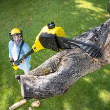 Best Lawn Renovation and Restoration  in Citrus Hills, FL